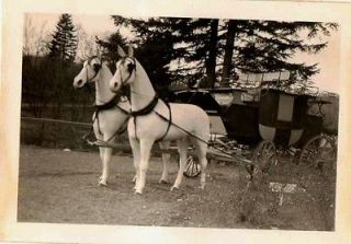 Vintage Antique Photograph Really Cool Horse and Wagon