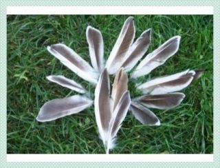 100 BROWN WHITE DUCK POINTERS 5 7 EAGLE FEATHER SUBST.