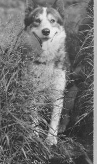 Oolik, an Alaskan huskie between ca. 1900 and ca. 1930 Vintage Black 