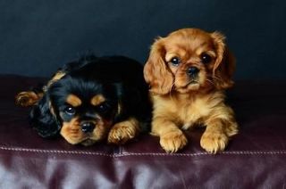   at You, Ruby & Black & Tan Cavalier King Charles Spaniel Puppies card