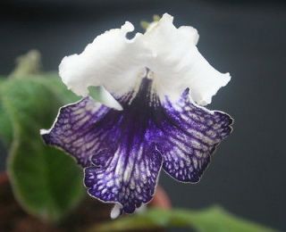   LOLITA Polish Variety White with Purple markings   YOUNG PLANT