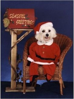 Pet Christmas CardsDog Maltese mail box