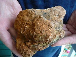    99) Fossil REAL DINOSAUR POOP Coprolite Dino Valley Utah DUNG Poo