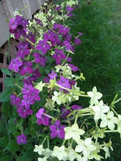   Flowering Tobacco Annual Flower Seeds PERFUME LIME and DEEP PURPLE