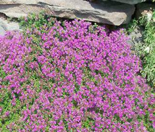 creeping thyme in Flowers, Trees & Plants