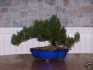 juniper bonsai in Plants