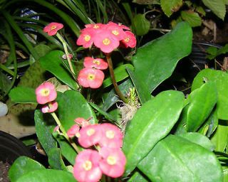 Deep Red Crown of Thorns Euphorbia ROOTED (1 gal.) Plant