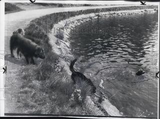   Photo Bostons Drinking Water Supply Chestnut Hill swim pool for dogs