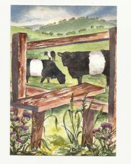 Splashpoint Postcards by Pauline James   Belted Galloway. Signed 