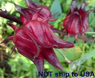 15 Herb Seed Rosella/Jamaica (Hibiscus sabdariffa) Medical Plant 