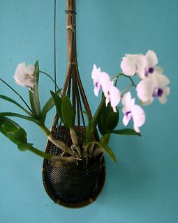 Hanging bamboo basket hand woven gauze screen orchid,vine,cactus,fern 