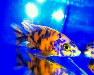 Live Tropical Fish African Cichlids 1 Aul sp. O.B Peacock 4.5 inch 