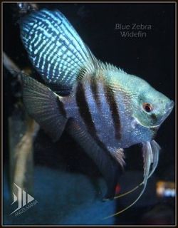 Newly listed Philippine Blue Pearlscale WIDEFIN Freshwater Angelfish 