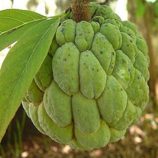   squamosa SUGAR APPLE, Exotic Tropical Fruit, Produces in a Pot ~PLANT