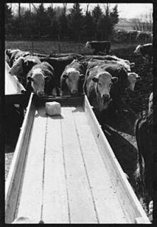 Cattle at feeding trough,Grundy County,Iowa