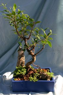Incredible Ficus Bonsai Banyan Tree w/ Air Roots
