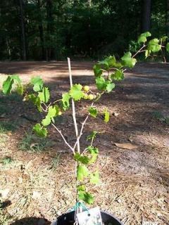 Black Noble Muscadine Grape 1Gal Vine Plants Vines Plant Grapes 