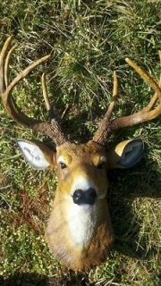 BUCK DEER HEAD 8 POINT LARGE WHITETAIL MOUNT TAXIDERMY