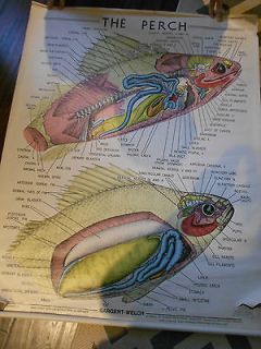 Vintage Anatomical chart 1960   FISH THE PERCH by Sargent Welch 