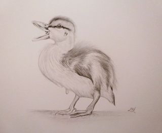 Original Drawing Mallard Duckling Wild Duck Bird By Emma Hogan 