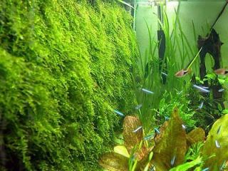 Xmas Moss co2 fern live aquarium plant java anubias S4