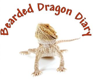 bearded dragon in Pet Supplies
