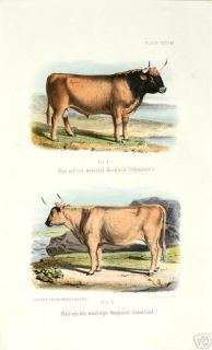 ANTIQUE PRINT  COW  BREED  HIGHLAND CATTLE   1865