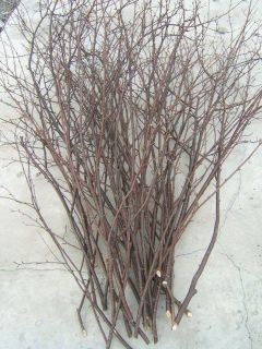 Birch Branches Decorative natural fresh 25 3 to 4 ft