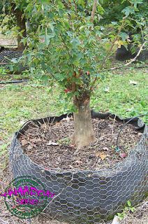 Pre bonsai   Trident Maple   TM Y4114 (Ground Grown)
