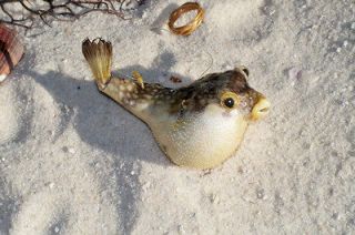 Puffer Real Fish Blowfish 2 3