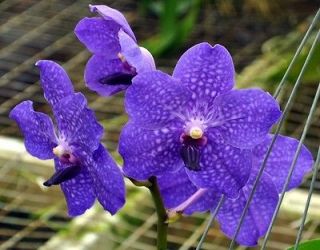 vanda orchid in Orchids