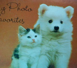 photo album Samoyed eskie Japanese spitz dog Calico cat