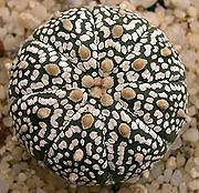 100 ASTROPHYTUM ASTERIAS cv. SUPER KABUTO cactus seeds