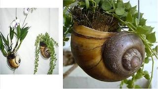 Hanging shell planter ideal small orchid,vine,cactus,fern,tillandsia c