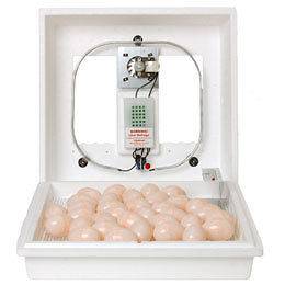 Little Giant Incubator in Pet Supplies
