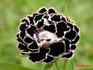 30+ BLACK/ WHITE CARNATION FLOWER SEEDS / PERENNIAL