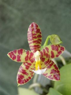 Rare orchid species hybrid seedling   Phalaenopsis Ipoh Super Star