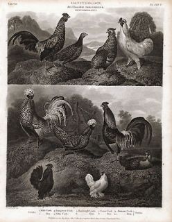 CHICKEN Bantam, Silkie, Hamburgh, 1820 Engraving Print