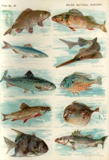 Miles Fish   Chromo  1895  BLOW FISH, SAWFISH, TROUT
