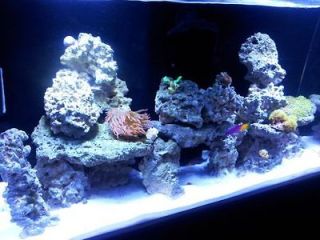   Reef Aquarium ONLY 7 Mo Old Includes Coral, Fish, Equip. Complete Sys