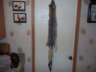 Real Animal Tanned Coyote Fur Pelt skin part taxidermy rug