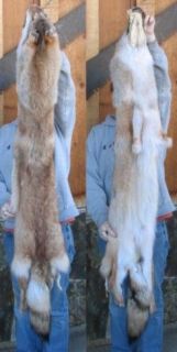   Goods  Outdoor Sports  Hunting  Taxidermy  Fox & Coyote