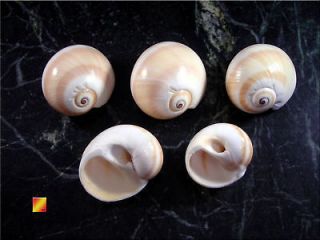 Shark Eye Shells Seashells 1.5  2 Hermit Crab Craft