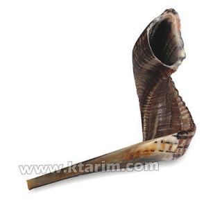 12   14 NEW   Kosher Authentic Ram shofar / shoffar horn from Israel 
