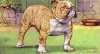 DOG Bulldog (English), 70 year old Trading Card, 1930s