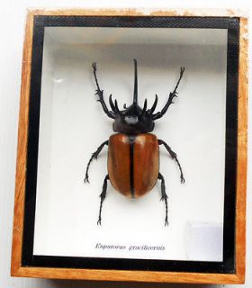 REAL EUPATORUS GRACILICORNIS BEETLE INSECT TAXIDERMY COLLECTIBLES
