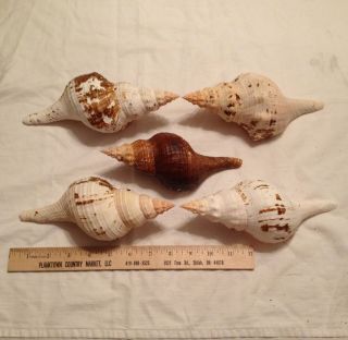 Large Horse Conch Lot Of 5 Pleuroploca Gigantea Seashell Shell 