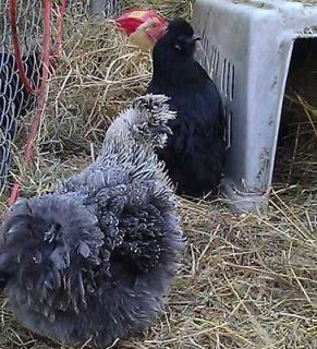 Fertile silkie frizzle sizzle hatchin​g chicken eggs for incubator