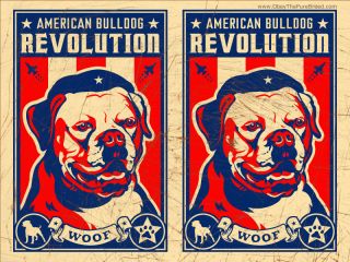 AMERICAN BULLDOG  Obey the pure breed The Dog Revolution
