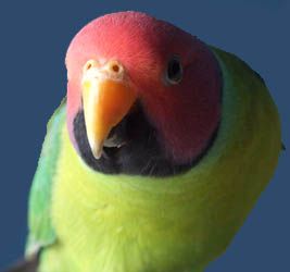 Buy Derbyan Parakeet t shirts and other fun products featuring your 